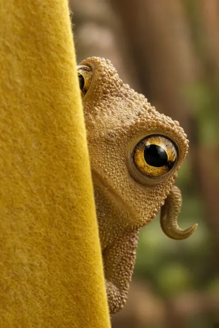 Cute image example: Cute Stylized Toad Sage Character Portrait
