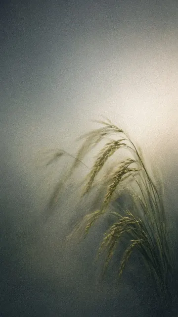 dreamy and aesthetic image example: Textured Minimalist Rice Ear Grains Illustration