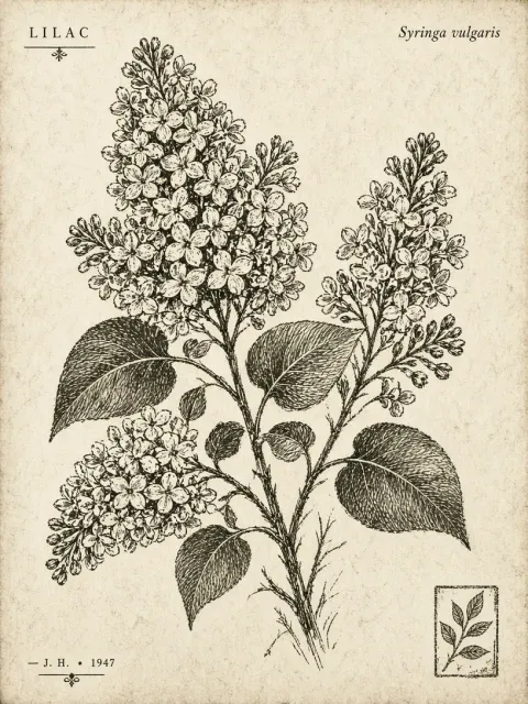 Vintage Hand-Drawn Sketch Lilac Botanical Print
