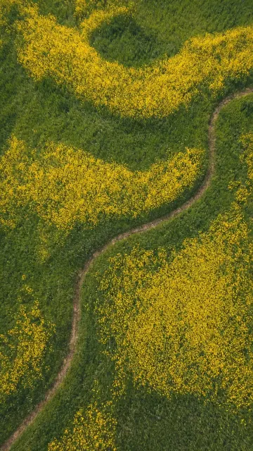 Abstract Patterns image example: Wild Sow Thistle Bloom Field Drone Land Art