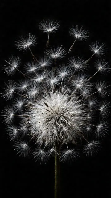 High-Speed Micro Photography of Dandelion Seeds Dispersal