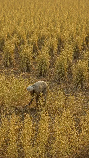 Documentary image example: Rapeseed Harvest Documentary Photography