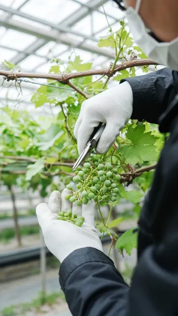 Vineyard Fruit Thinning in Modern Greenhouse