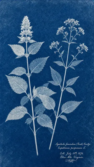 19th Century Cyanotype Specimen of Agastache and Eupatorium