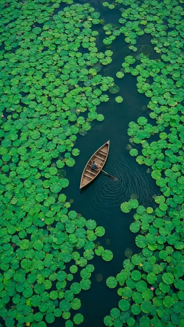 Aerial Top-Down image example: Aerial Lotus Pond with Wooden Boat