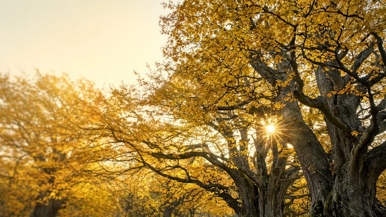 Vertical Canopy of Sun-Drenched Beech Trees Under Golden Sky