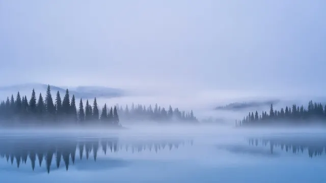Misty Nordic Pine Forest Horizon at Pale Blue Dawn
