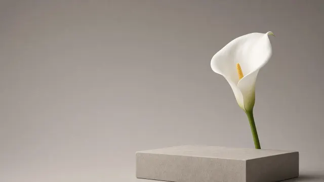 Sculptural White Calla Lily on Warm Grey Studio Monolith