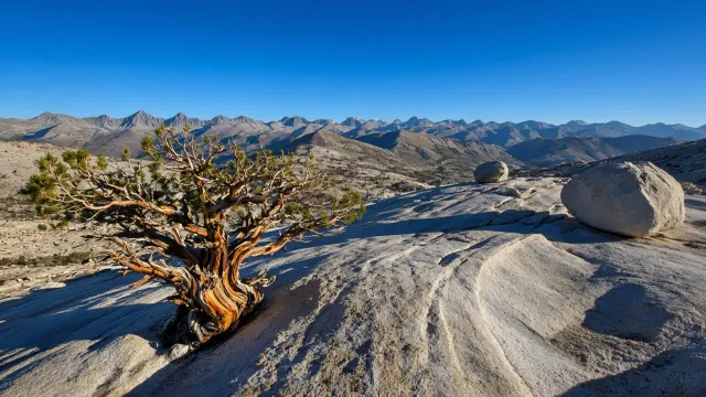 Sierra Nevada Glacial Granite Domes and Bristlecone Pine