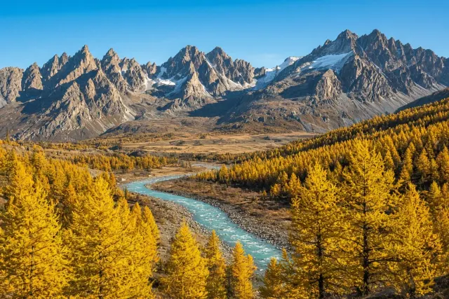 Golden Larch Forests and Rugged Peaks of the Altai