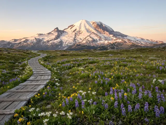 Plank Boardwalk Through Wildflower Tundra Toward Mount Rainier