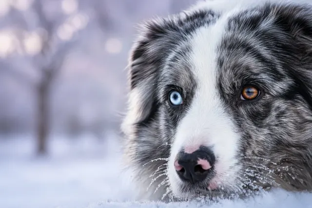 Macro Split-Tone Portrait of Heterochromatic Blue Merle Eyes