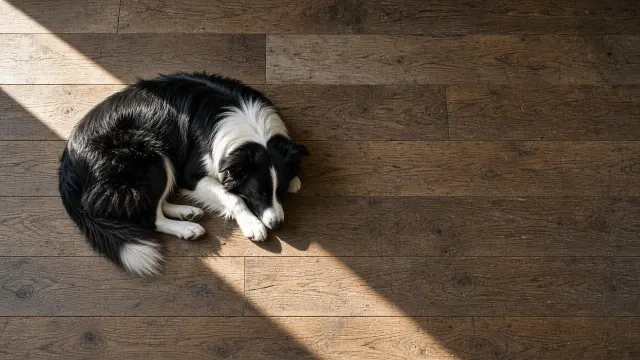 Top-Down Overhead View of Border Collie Sleeping in Sunbeam