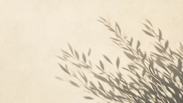 Mediterranean Olive Leaf Shadows on Weathered Chalk Plaster
