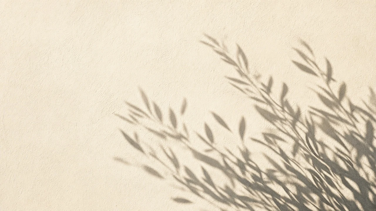 Mediterranean Olive Leaf Shadows on Weathered Chalk Plaster