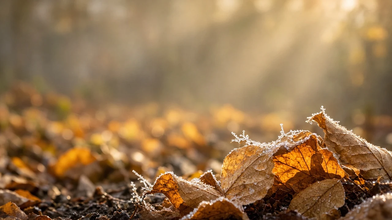 Sun-Drenched Woodland Floor with Floating Golden Beech Leaves