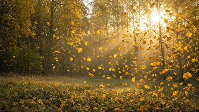 Sunlit Forest Clearing with Swirling Golden Leaves in Motion