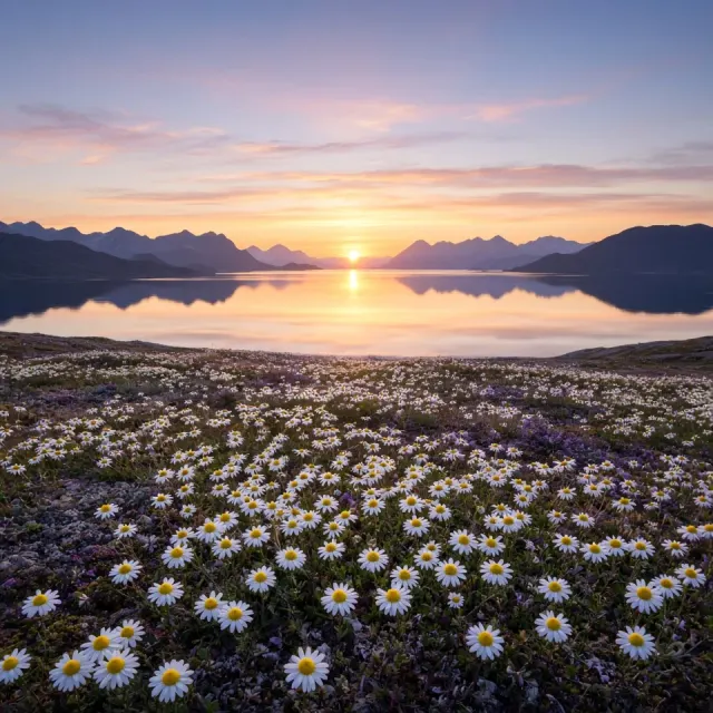 Midnight Sun Glowing Across Subarctic Daisy Plains