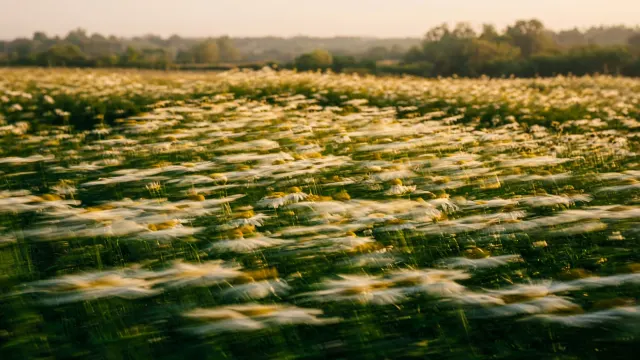 Kinetic Wind-Blown Daisy Field Motion Blur