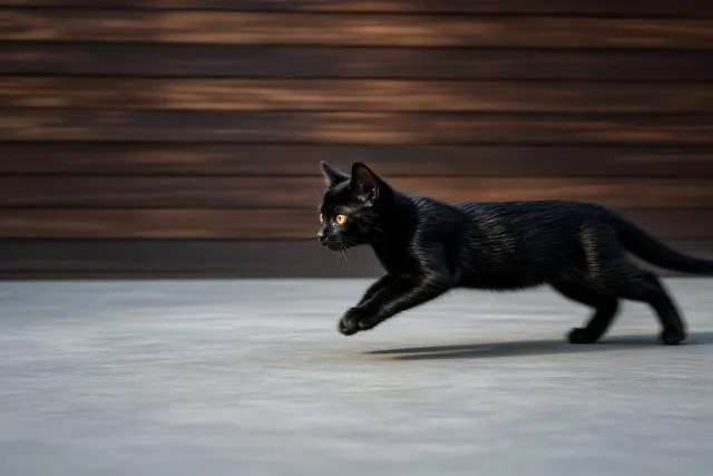 High-Speed Panning Tracking Shot of a Sleek Bombay Kitten