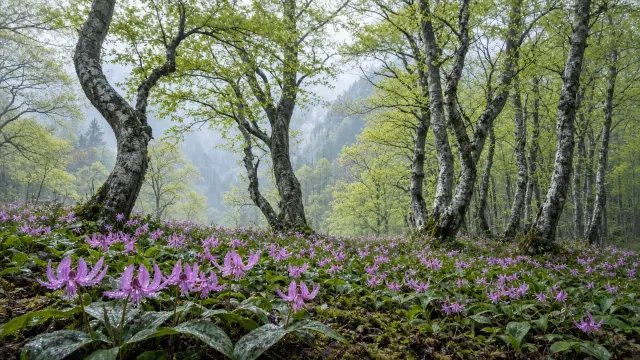Shirakami-Sanchi Primeval Beech Forest with Japanese Katakuri Lilies