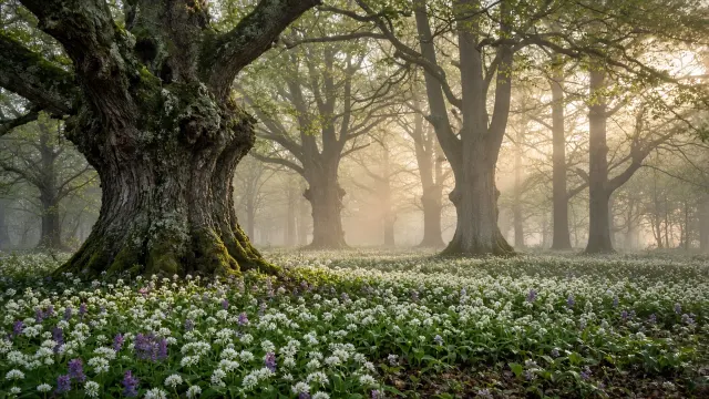 Białowieża Primeval Oak-Hornbeam Forest in Full Wild Garlic Bloom