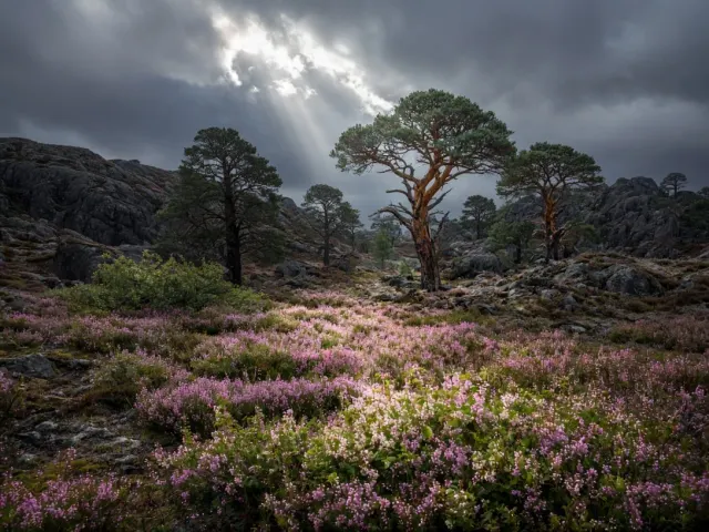 Ancient Caledonian Pine Forest Blanketage of Bell Heather and Blaeberry