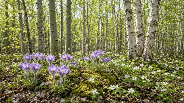 Canadian Boreal Aspen Parkland with Prairie Crocus and Bunchberries