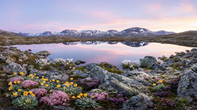 Subarctic Tundra Meadow with Arctic Poppies at Scandinavian Dawn