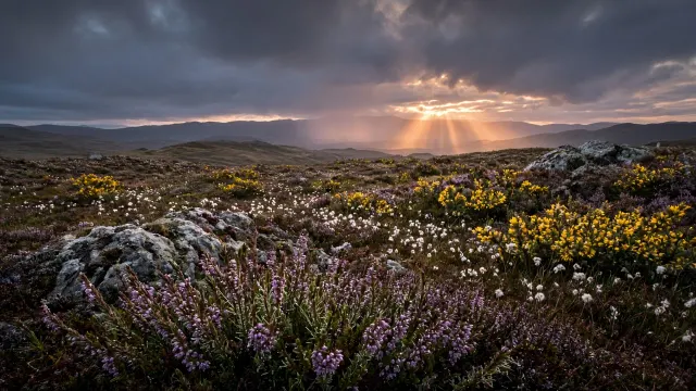 Atmospheric Scottish Moorland Meadow with Heather and Bog Cotton at Dawn