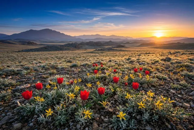 Anatolian Highland Steppe Meadow with Wild Tulips at First Sun