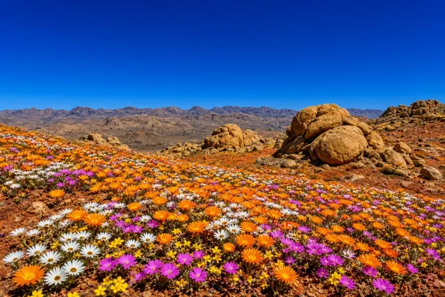 Namaqualand Arid Spring Explosion Across Granite Domes