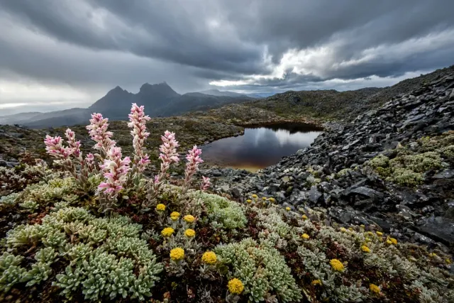 Tasmanian Subalpine Ridge with Endemic Cushion Plants and Scoparia