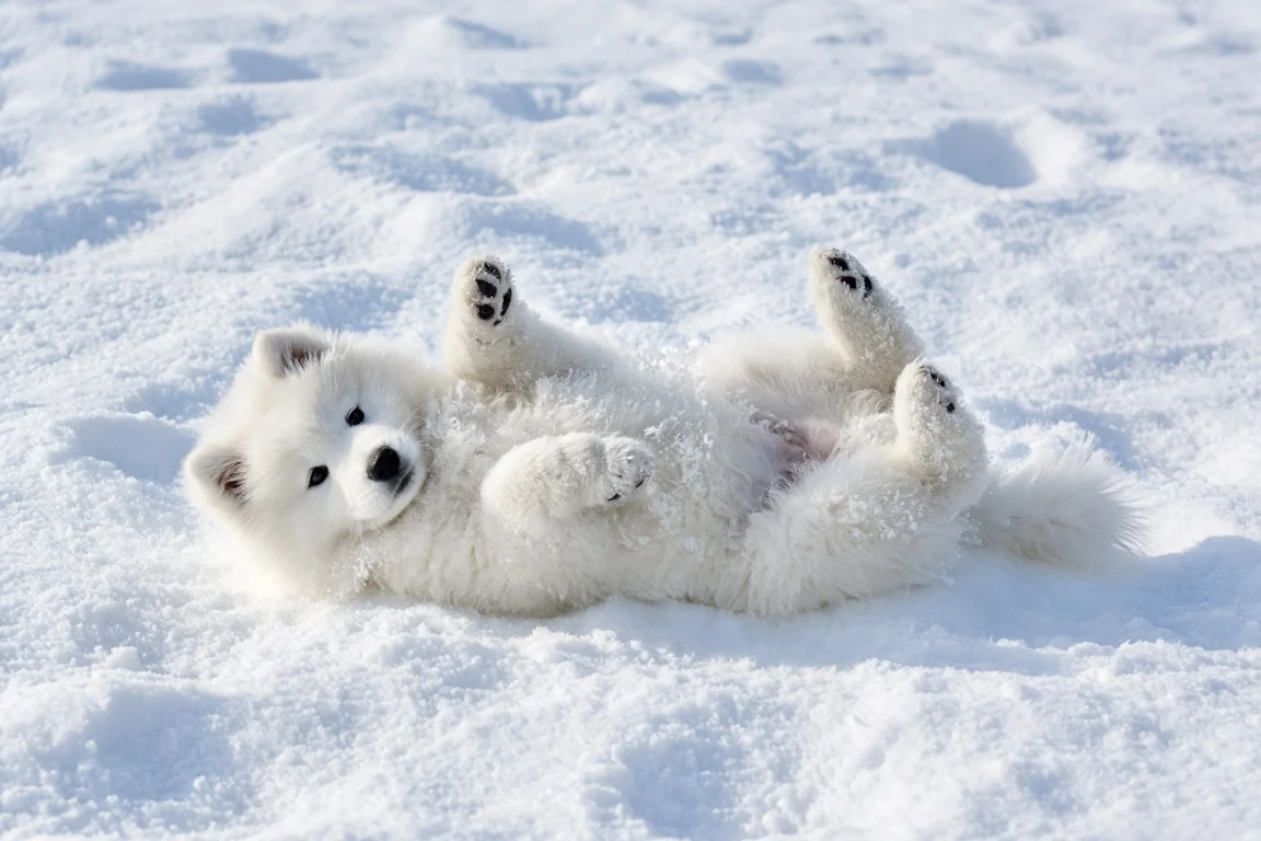 Fluffy Samoyed Puppy Playful Snow Roll
