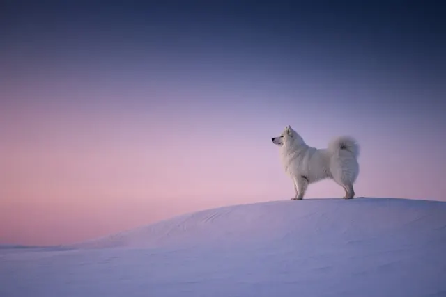 Dusk Snowdrift Silhouette Against Vast Lilac Sky