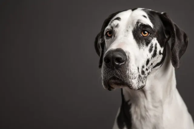 Intimate Macro Portrait of Harlequin Dane Head and Muzzle