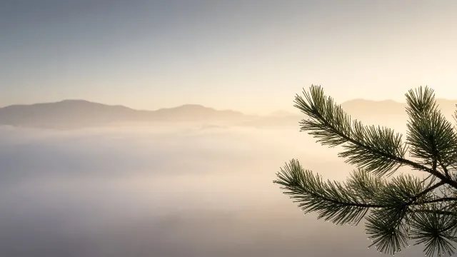 Lone Alpine Pine Silhouette Under Misty Pale Dawn Sky