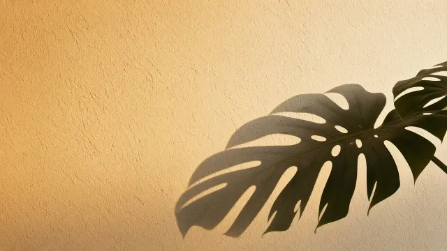 Monstera Deliciosa Leaf Shadow on Warm Stucco Wall