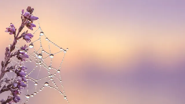 Macro Dewy Spiders Silk Web on Heather Twig at Dawn