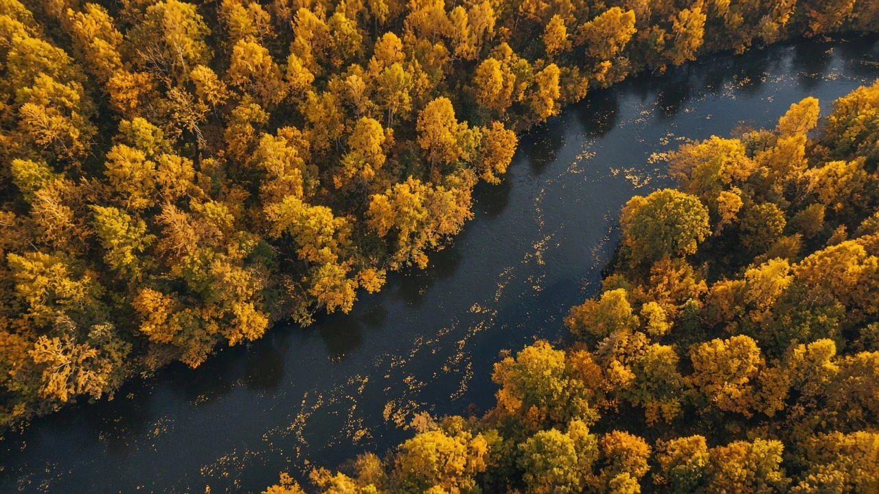Top-Down View of Serpentine Forest River Through Golden Canopy