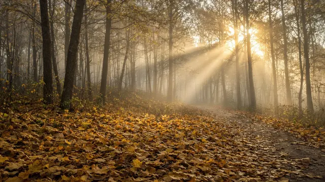 Sunbeams Piercing Morning Fog Along Golden Forest Path