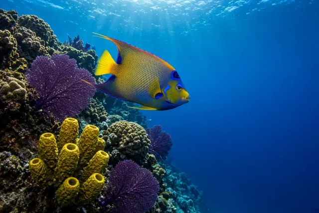 Caribbean Queen Angelfish Descending Deep Reef Wall