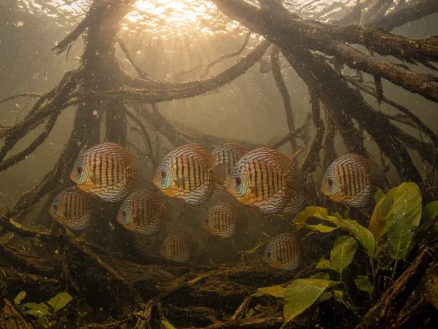Amazonian Discus School in Flooded Forest Roots