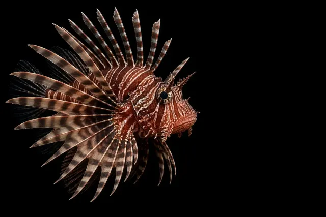Radiant Red Lionfish Display on Black Background