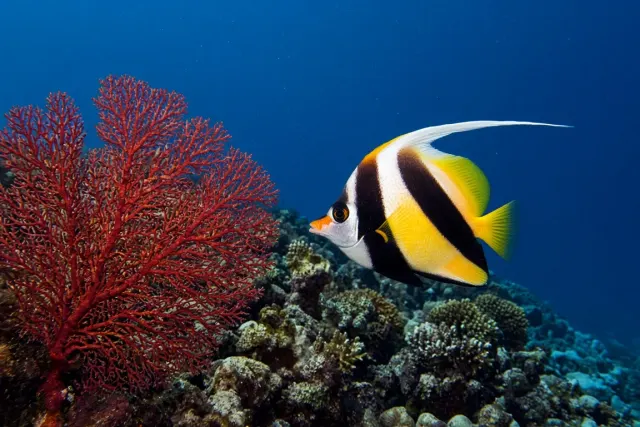 Moorish Idol Gliding Past Crimson Sea Fans