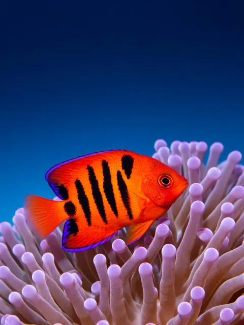 Flame Angelfish Beside Glowing Violet Anemone