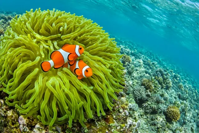 Clownfish Pair in Fluorescent Green Anemone