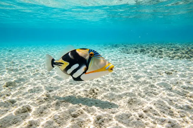 Picasso Triggerfish over Shimmering White Sand