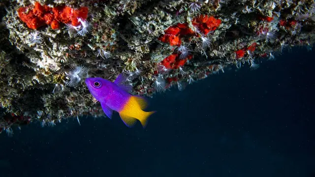 Royal Gramma Basslet in Deep Reef Cavern Shade
