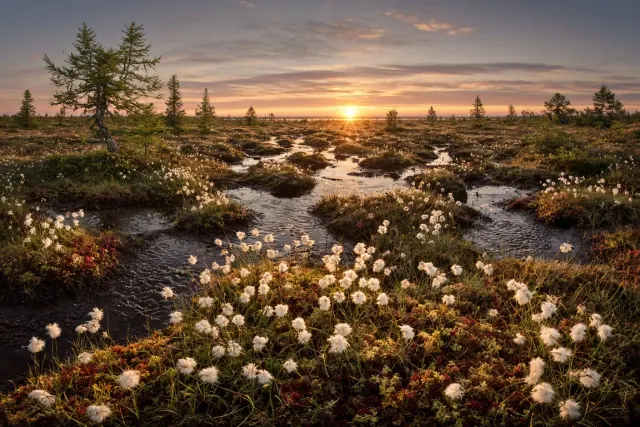 Midnight Sun Glowing Through Subarctic Larch Peatland